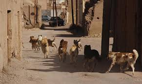 حمله سگ های خیابانی به دانش آموز ارومیه ایی