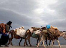 آوای دلنشین کوچ عشایر آذربایجان غربی / زندگی با طعم طبیعت