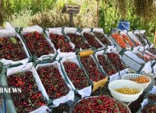 یاقوت های سرخ اشنویه؛ ظرفیتی بی بدیل در اقتصاد آذربایجان غربی