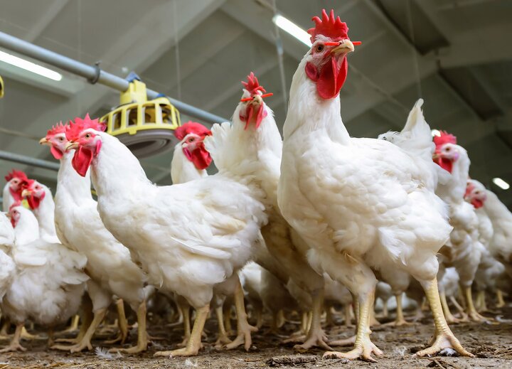 مرغ وارداتی دولت ۲ برابر گرانتر از بازار تمام شد!