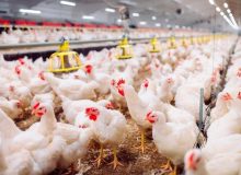 مرغ وارداتی هر کیلو ۸۴۰۰ تومان، کجا توزیع می شود؟