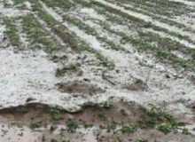 جاری شدن سیل و خسارت به ۲۰۰ هکتار از اراضی باغی و زراعی روستاهای ارومیه