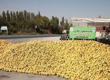 رئیس جهاد کشاورزی آذربایجان غربی : حتی آخرین کیلو از سیب صنعتی نیز خریداری می شود