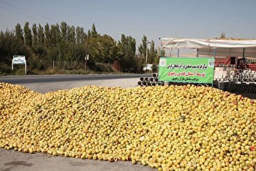 رئیس جهاد کشاورزی آذربایجان غربی : حتی آخرین کیلو از سیب صنعتی نیز خریداری می شود