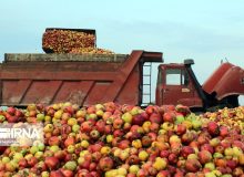مجوز صادرات سیب زیردرختی صادر شده است