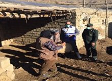 همزمان با هفته بسیج ارائه خدمات رایگان دامپزشکی در آذربایجان غربی