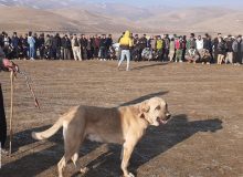 پیگرد قانونی درانتظار عاملان “جنگ سگ‌”در مهاباد/مجازات قانونی تا ۱۰ سال حبس