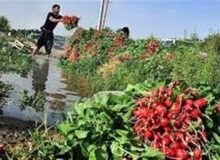 تهدید سلامت شهروندان ارومیه با آبیاری مزارع سبزی با فاضلاب شهری