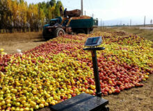 قصه تکراری برگزاری جلسات برای ساماندهی سیب استان/تولید سالانه بیش از یک میلیون تن سیب درختی در آذربایجان غربی