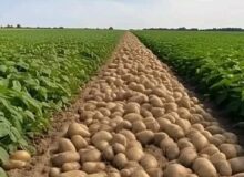 پیش بینی برداشت بیش از ۵۲ هزار تن سیب زمینی از مزارع آذربایجان غربی