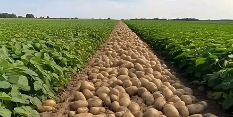 پیش بینی برداشت بیش از ۵۲ هزار تن سیب زمینی از مزارع آذربایجان غربی