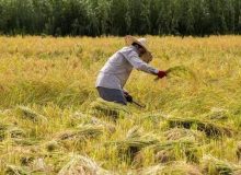 اشتغال ۲۳۰ هزار نفر در حوزه کشاورزی آذربایجان‌غربی