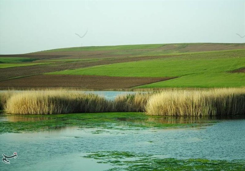 رشد نامتعارف جلبک‌ها در تالاب کانی‌برازان مهاباد