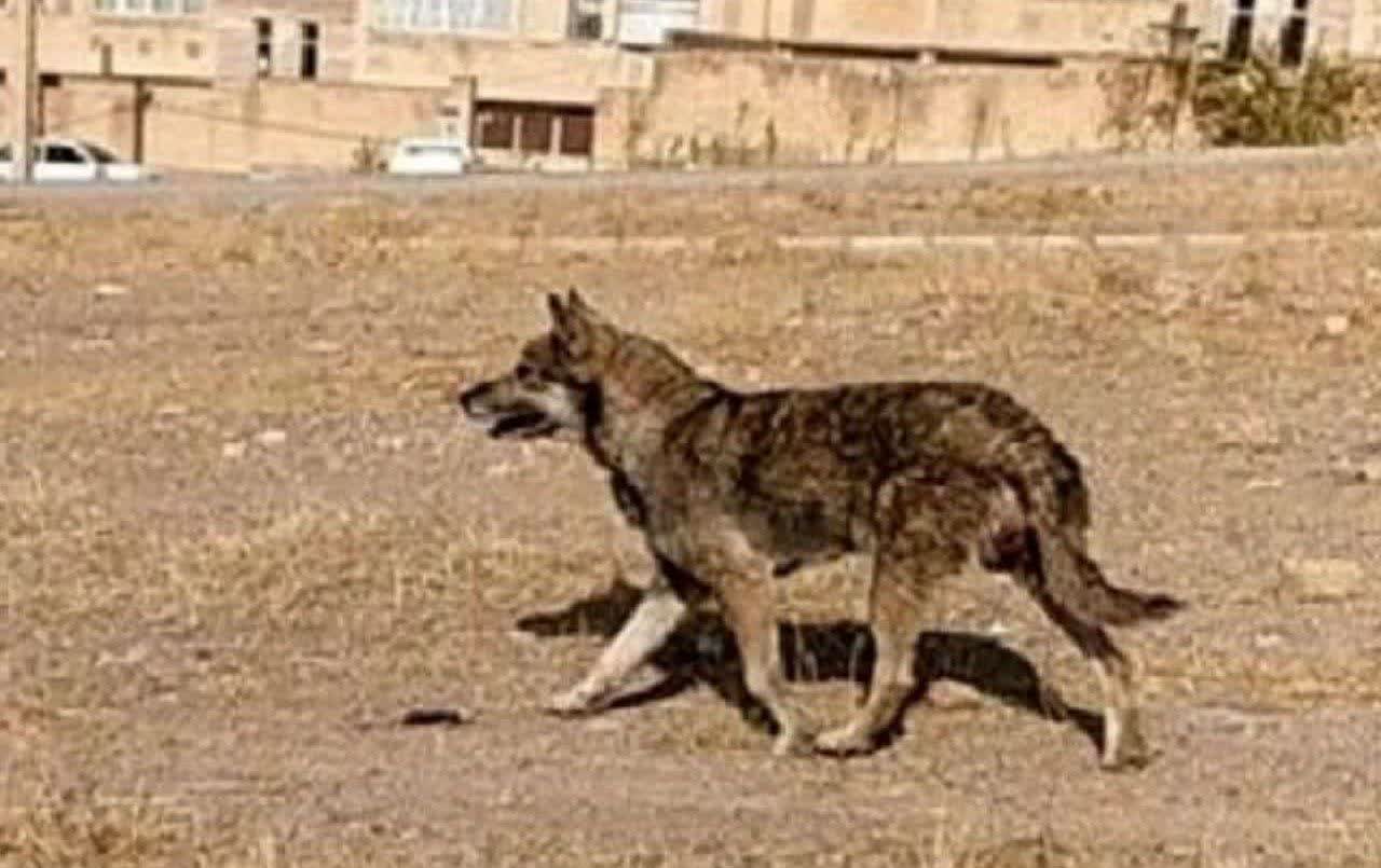 ورود گرگ به یک واحد مسکونی در خوی ۳ زخمی برجای گذاشت