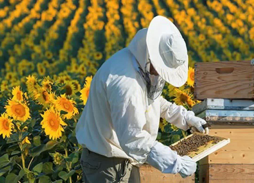 آذربایجان غربی، قطب نخست زنبورداری ایران