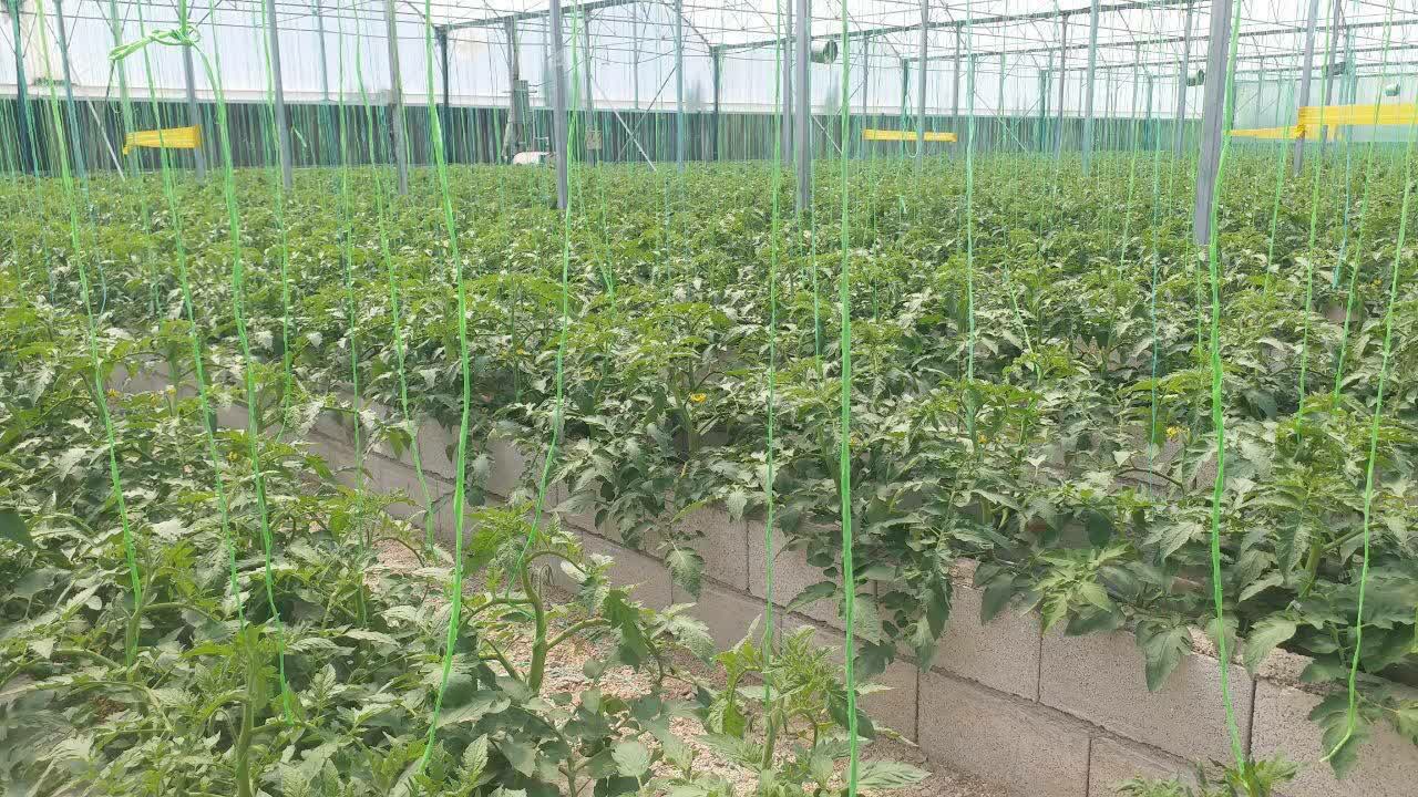 فعالیت ۳۰۰ واحد گلخانه در آذربایجان غربی